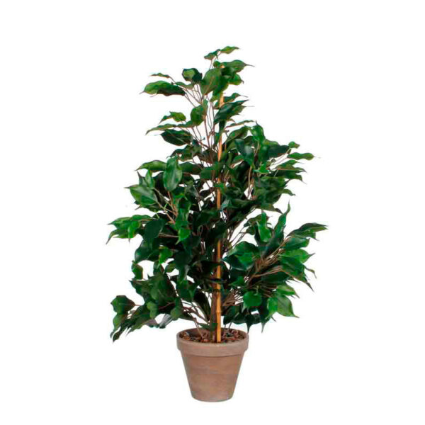 Ficus Exotica 65cm groen - VB 800633