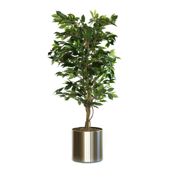 Ficus Benjamina 150cm excl. sierpot groen - VB 080152 - Afbeelding 3