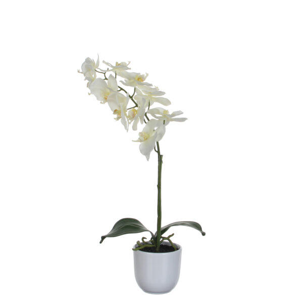 Phalaenopsis orchidee 60cm groen, wit - VB 346963