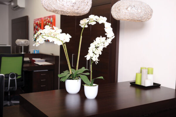 Phalaenopsis orchidee 60cm groen, wit - VB 346963 - Afbeelding 3