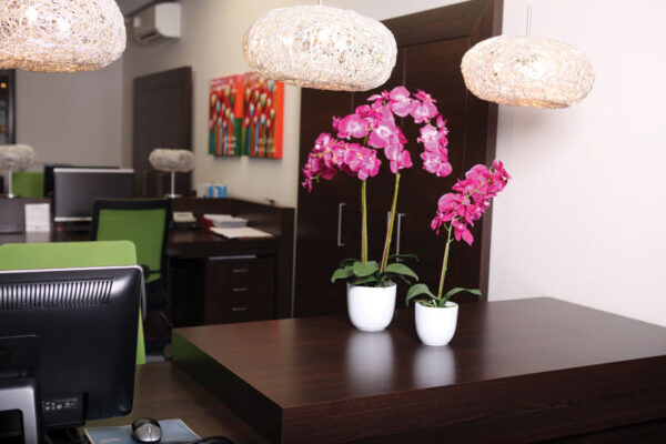 Phalaenopsis orchidee 60cm groen, paars - VB 346987 - Afbeelding 2