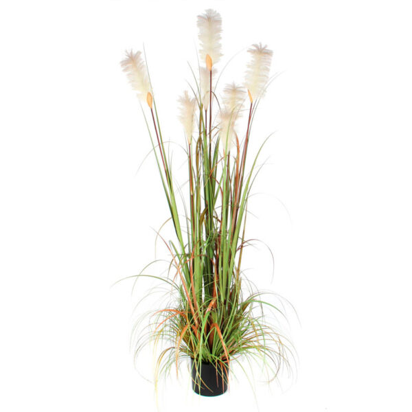 Pluimgras Foxtail 180cm groen - VB 651321
