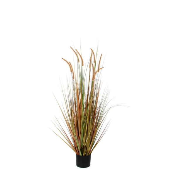 Pluimgras Dogtail 120cm groen - VB 651338